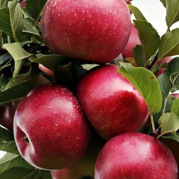 Malus domestica 'Liberty'