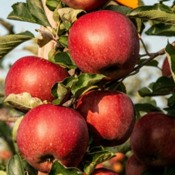 Malus domestica 'Freedom' 