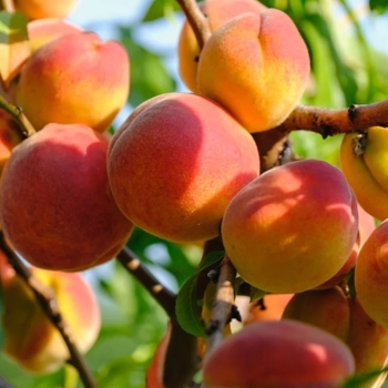 Prunus persica 'Harvester'