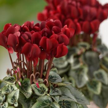 Cyclamen persicum 'Deep Magenta Tuxedo'