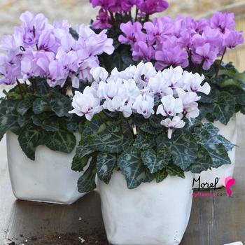 Cyclamen 'Mix' 