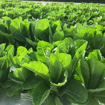 Lactuca sativa 'Little Gem' 