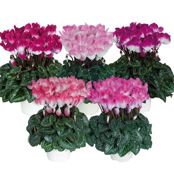 Cyclamen persicum 'Mix' PP20,154