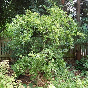Acer buergerianum 'Angyo Weeping'