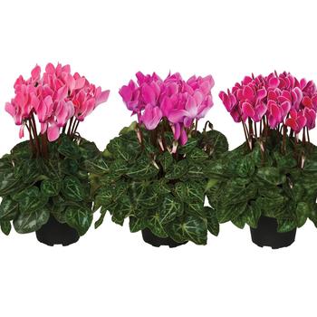 Cyclamen persicum 'Flame Mixed'