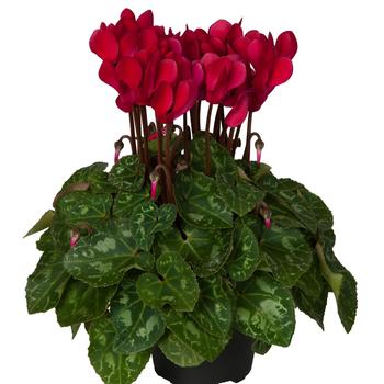 Cyclamen persicum 'Deep Wine Red' 