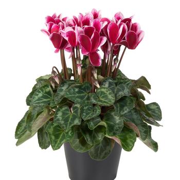 Cyclamen persicum 'Winter Fuji Wine Red'