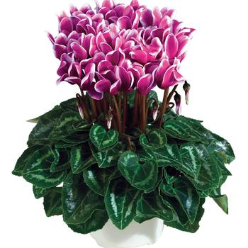 Cyclamen persicum 'Fantasia Winter Mix'