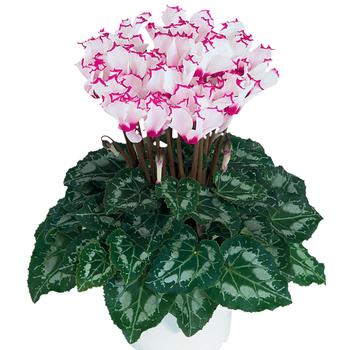 Cyclamen persicum 'Absolu® de Morel'