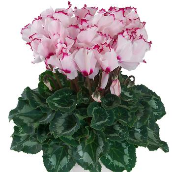 Cyclamen persicum 'Latinia® Absolu Sublima'