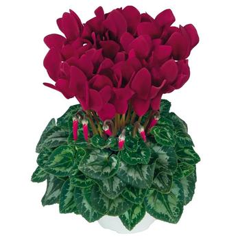 Cyclamen persicum 'HD Deep magenta'