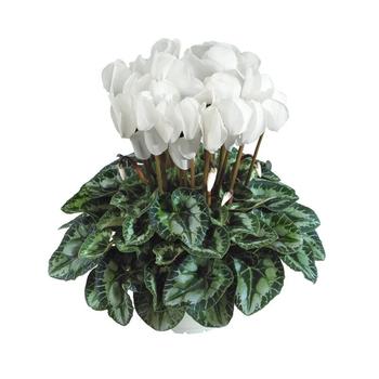 Cyclamen persicum 'White'