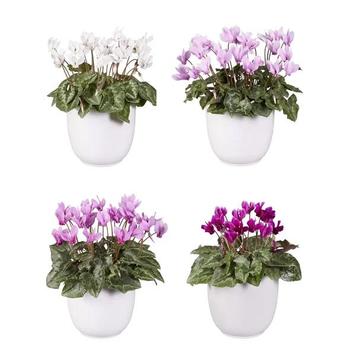 Cyclamen hederifolium 'Classic Leaf Mix' 