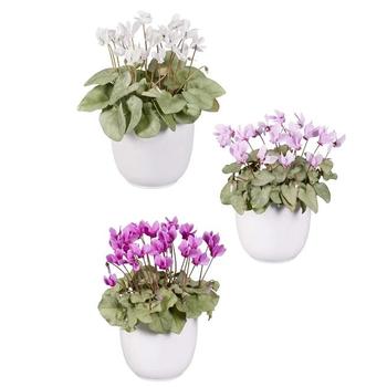 Cyclamen hederifolium 'Platinum Leaf Mix'