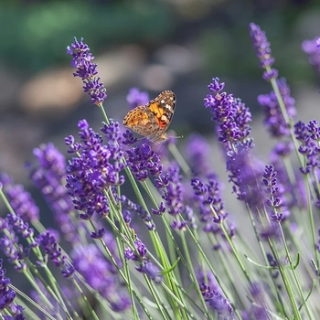 Lavandula x intermedia