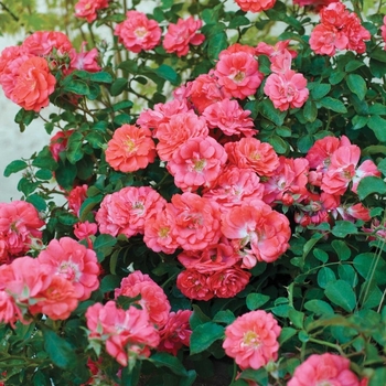 Rosa 'Series' PPL 30,823
