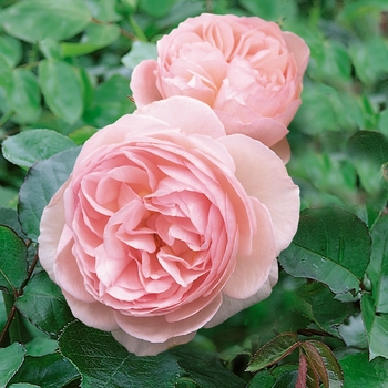 Rosa