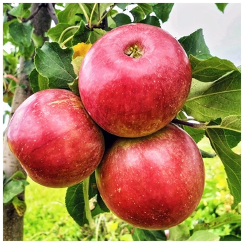 Malus domestica 'Gala'