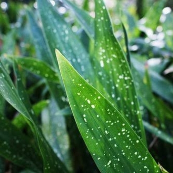 Aspidistra elatior 'Milky Way'