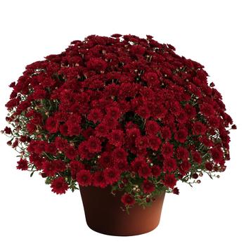 Chrysanthemum x morifolium 'Red'