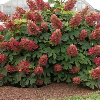 Hydrangea quercifolia 'Sike's Dwarf'
