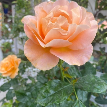 Rosa 'Golden Opportunity™' PPAF
