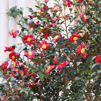 Camellia sasanqua 'Yuletide' 