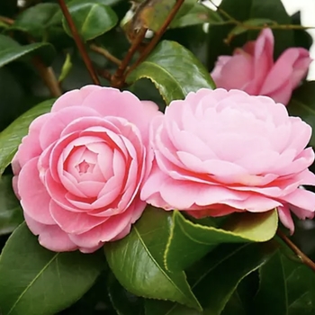 Camellia japonica 'Pink Perfection'