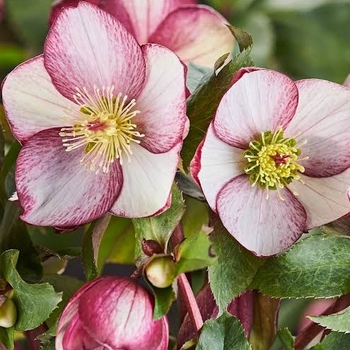 Helleborus x glandorfensis 'COSEH 5400' PP33584