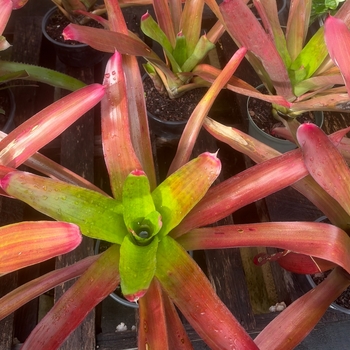 Aechmea