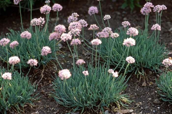 Allium senescens 'Glaucum' (000012)