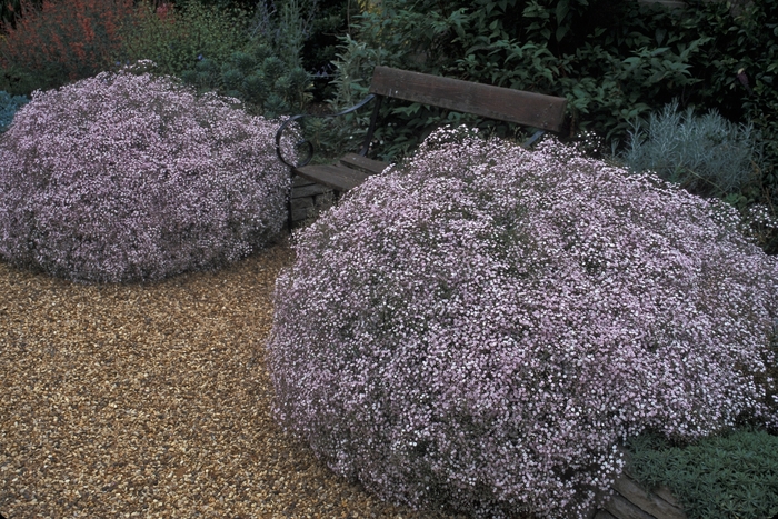 Creeping Babys Breath Pink