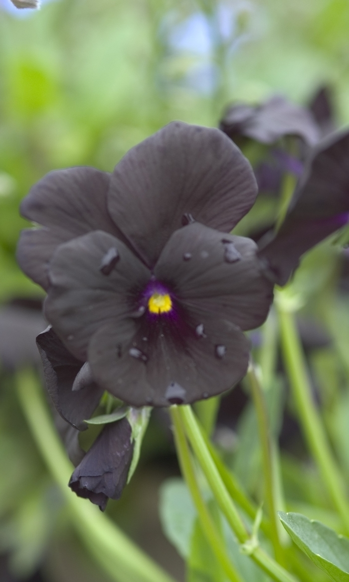 Viola Cornuta Black Magic Violet