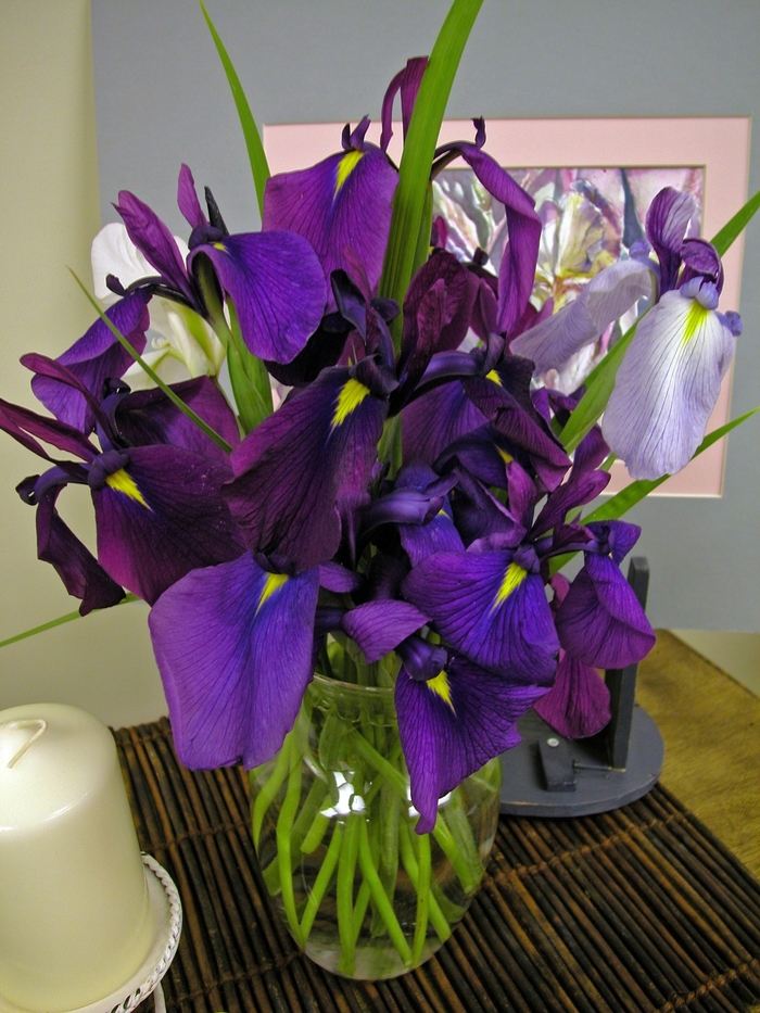 Iris ensata '' (000415)