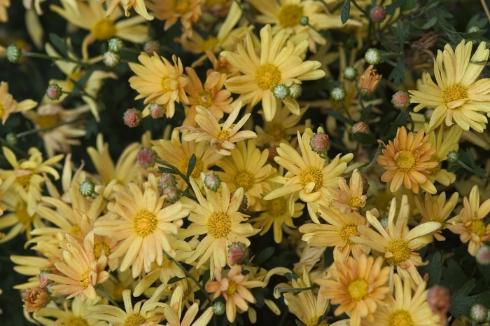 thumbnail image 2 of 4 Starter Plants: Dendranthema 'Hillside Pink Sheffield' – Long Blooming Perennial 2 of 5