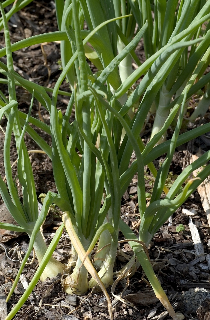 Allium cepa 'Walla Walla' (000488)