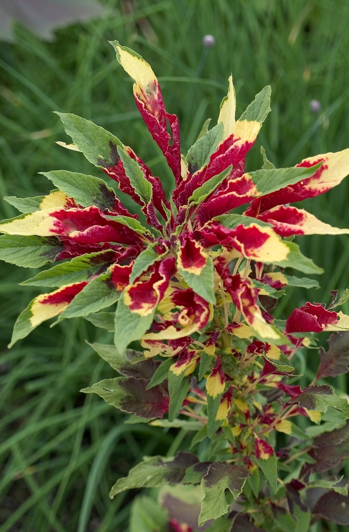 Amaranthus tricolor '' (000495)