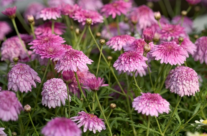 Argyranthemum frutescens Madeira™ 'Machio Double Pink' (000515)
