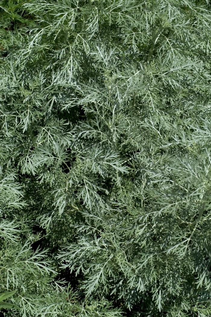 Artemisia pontica '' (000517)