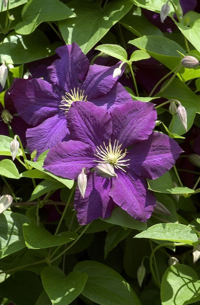 Clematis viticella 'Etoile Violette' Clematis from Garden Center Marketing