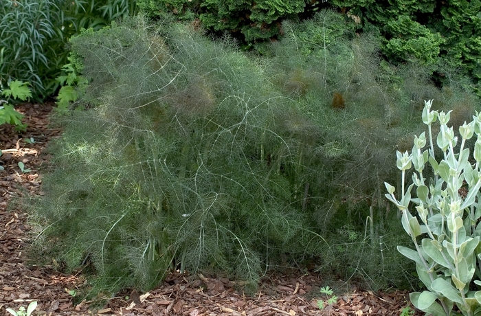 Foeniculum vulgare 'Purpureum' (000679)