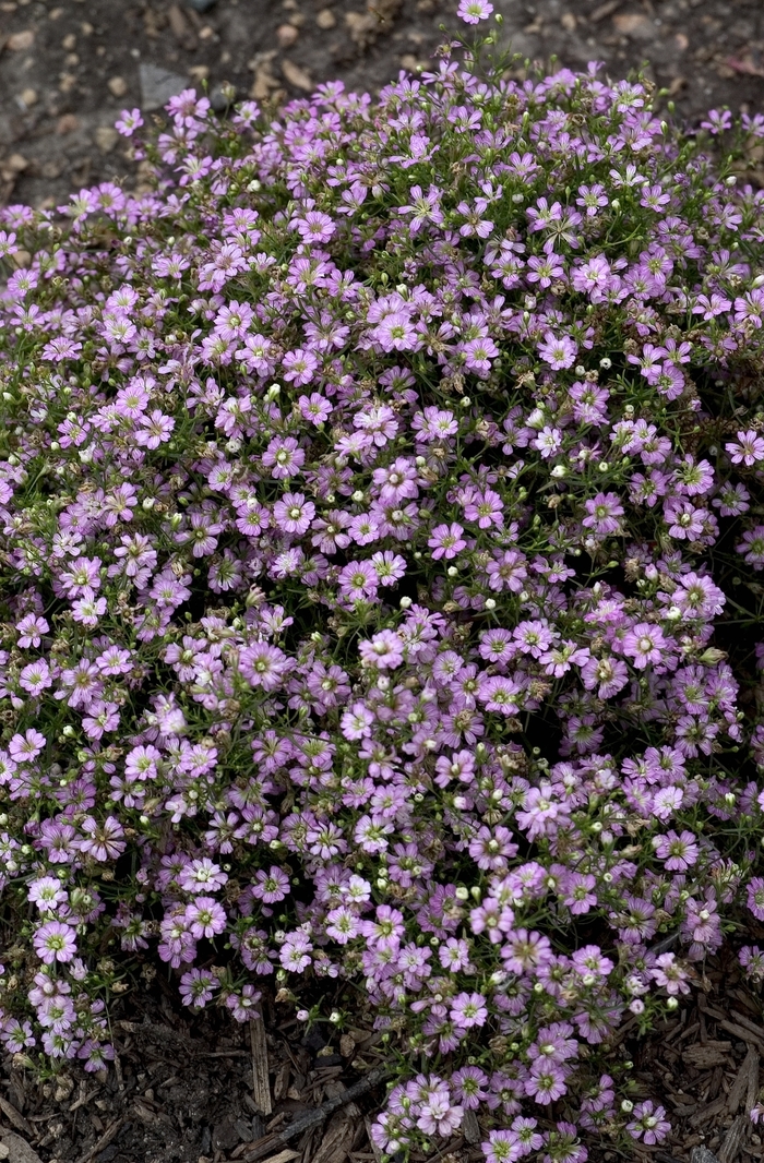 Deep Rose Gypsophila Flower Garden Seeds - Gypsy Series, Babys Breath