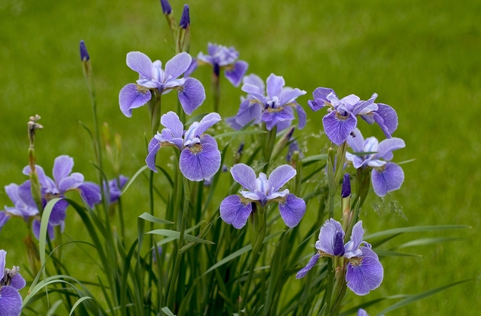 Iris 'China Spring' (000777)