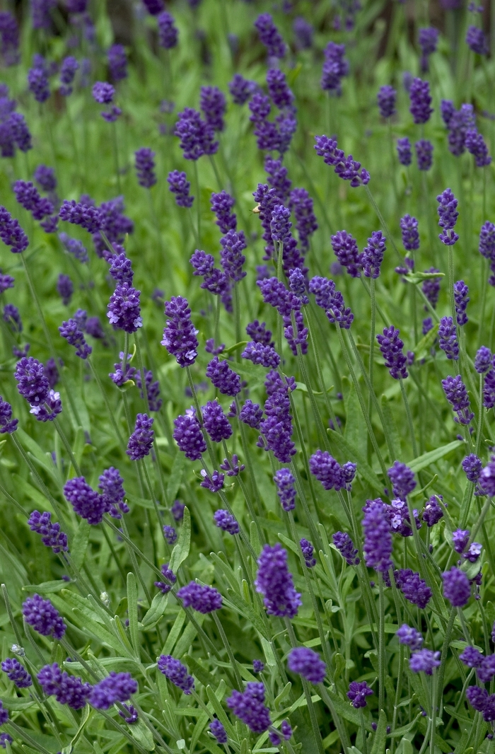 Lavandula angustifolia 'Lavender Lady' (000813)