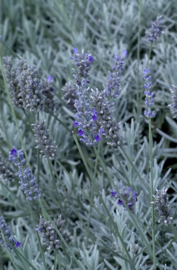 Lavandula 'Silver Frost' Lavender