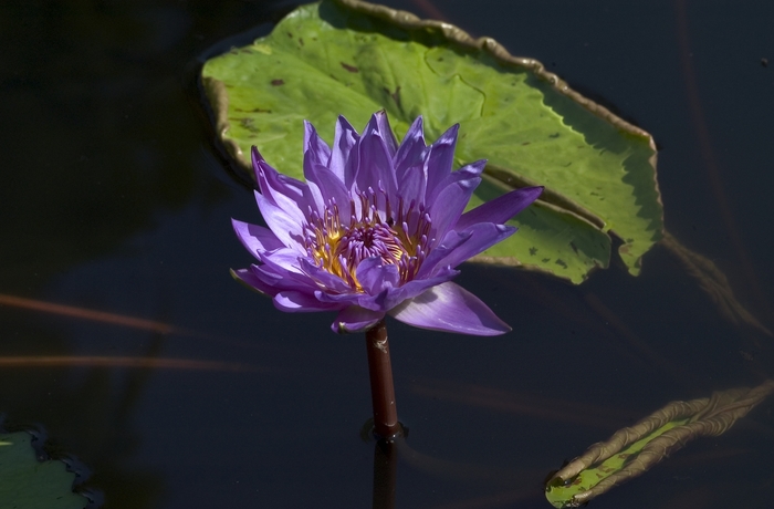 Nymphaea 'Director George T. Moore' (000882)