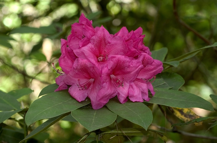Rhododendron 'Anna Rose Whitney' (000999)