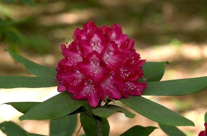 Rhododendron thomsonii hybrid 'Bagshot Ruby' (001000)
