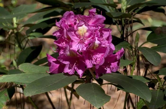 Rhododendron Shammarello hybrid 'Besse Howells' (001001)
