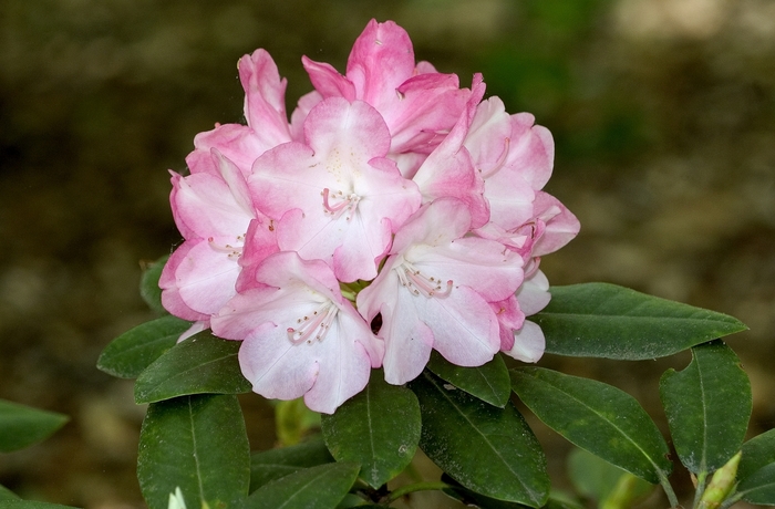 Rhododendron 'Fantastica' (001006)